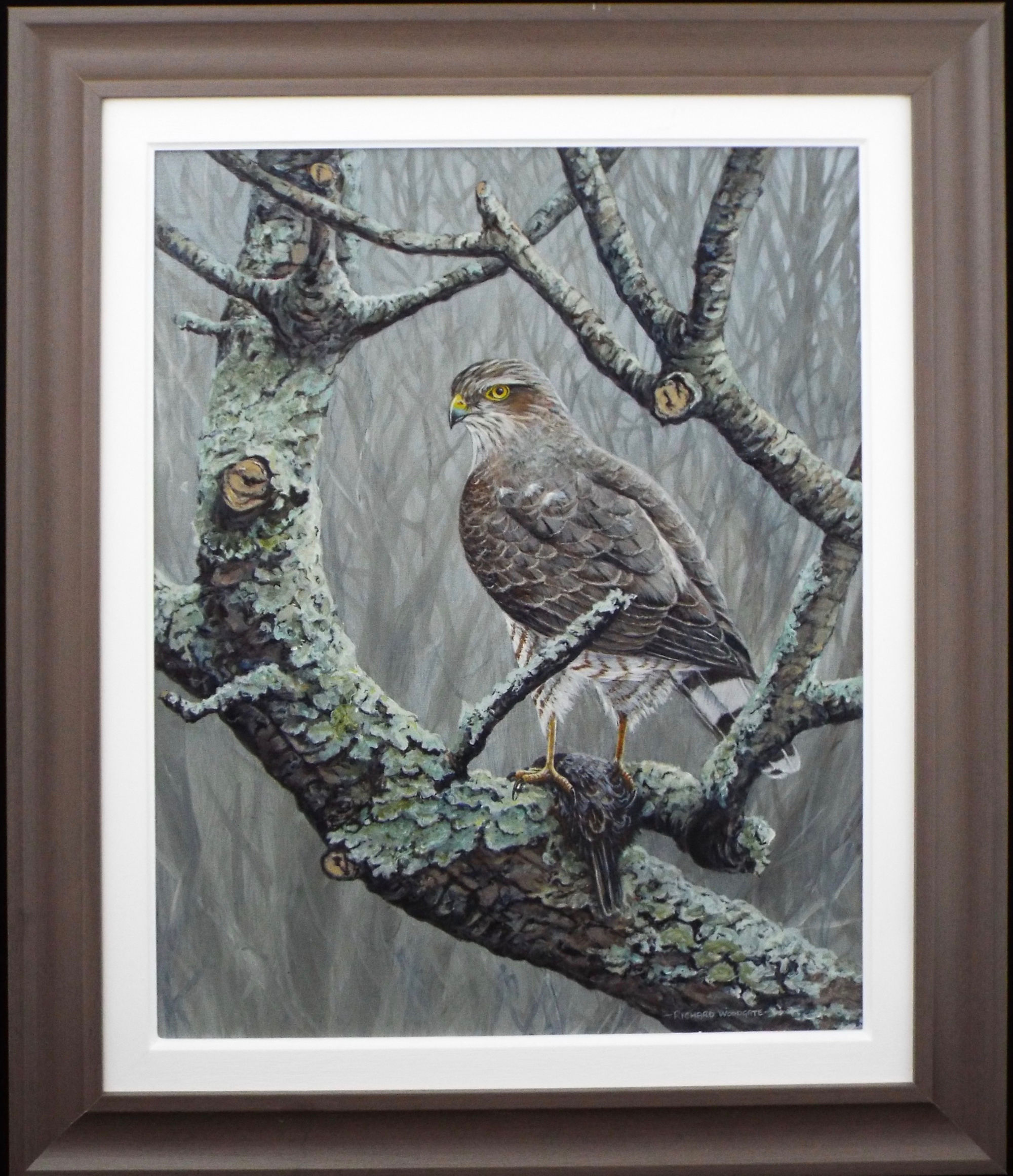 Sparrowhawk by Richard Woodgate.